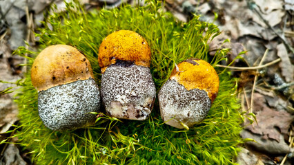 Beautiful boletus edulis mushroom in amazing green moss. 
Mushroom in forest Porcino, bolete, boletus.White mushroom on green background.Natural white mushroom growing in a forest.
Mushrooms in Forest