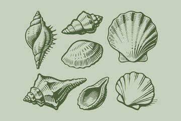 Collection of various hand-drawn sea shells in vintage engraving style on light green background. Concept of marine life and ocean nature