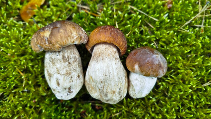 Beautiful boletus edulis mushroom in amazing green moss. 
Mushroom in forest Porcino, bolete, boletus.White mushroom on green background.Natural white mushroom growing in a forest.
Mushrooms in Forest