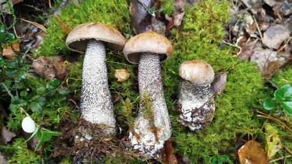 Beautiful boletus edulis mushroom in amazing green moss. 
Mushroom in forest Porcino, bolete, boletus.White mushroom on green background.Natural white mushroom growing in a forest.
Mushrooms in Forest