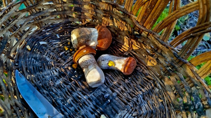 Beautiful boletus edulis mushroom in amazing green moss. 
Mushroom in forest Porcino, bolete, boletus.White mushroom on green background.Natural white mushroom growing in a forest.
Mushrooms in Forest