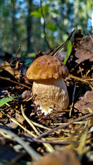 Beautiful boletus edulis mushroom in amazing green moss. 
Mushroom in forest Porcino, bolete, boletus.White mushroom on green background.Natural white mushroom growing in a forest.
Mushrooms in Forest