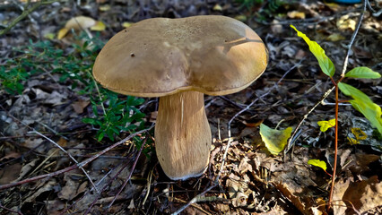 Beautiful boletus edulis mushroom in amazing green moss. 
Mushroom in forest Porcino, bolete, boletus.White mushroom on green background.Natural white mushroom growing in a forest.
Mushrooms in Forest