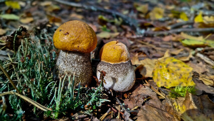 Beautiful boletus edulis mushroom in amazing green moss. 
Mushroom in forest Porcino, bolete, boletus.White mushroom on green background.Natural white mushroom growing in a forest.
Mushrooms in Forest