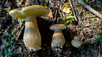 Beautiful boletus edulis mushroom in amazing green moss. 
Mushroom in forest Porcino, bolete, boletus.White mushroom on green background.Natural white mushroom growing in a forest.
Mushrooms in Forest