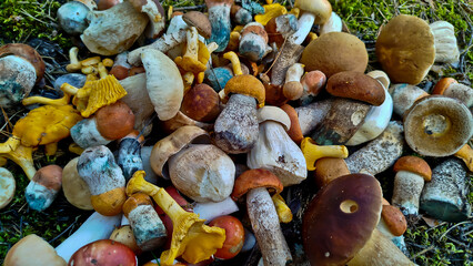 Beautiful boletus edulis mushroom in amazing green moss. 
Mushroom in forest Porcino, bolete, boletus.White mushroom on green background.Natural white mushroom growing in a forest.
Mushrooms in Forest