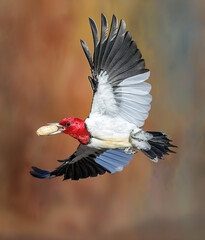 Red headed woodpecker with peanut in flight