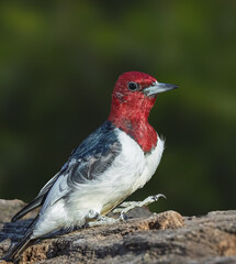 Red headed woodpecker perched on a log