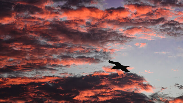 silhouette of a seagull flying against clouds lit by sunrise at Ocean City, MD.  Colorful Sunrise over the Atlantic Ocean with Bird. - Powered by Adobe