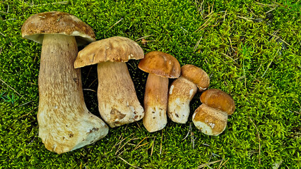 Beautiful boletus edulis mushroom in amazing green moss. 
Mushroom in forest Porcino, bolete, boletus.White mushroom on green background.Natural white mushroom growing in a forest.
Mushrooms in Forest