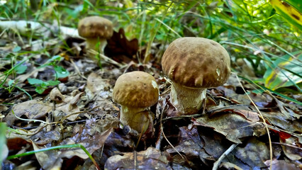 Beautiful boletus edulis mushroom in amazing green moss. 
Mushroom in forest Porcino, bolete, boletus.White mushroom on green background.Natural white mushroom growing in a forest.
Mushrooms in Forest