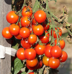 Cherry tomatoes grow in open ground