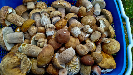 A beautiful wicker basket overflowing with freshly picked boletus mushrooms. The basket rests on a bed of bright green moss and groundcover, creating the impression of a forest landscape.

