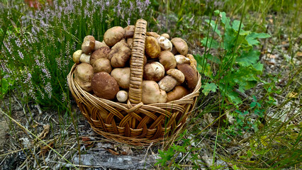 A beautiful wicker basket overflowing with freshly picked boletus mushrooms. The basket rests on a bed of bright green moss and groundcover, creating the impression of a forest landscape.


