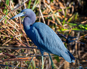 Fototapeta premium Portrait of a Little Blue Heron