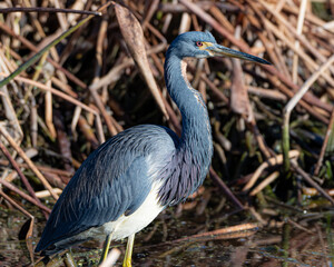 Fototapeta premium Portrait of a tricolored heron