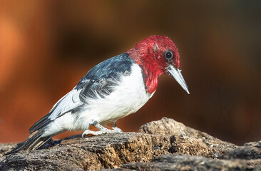 Red headed woodpecker perched on a log