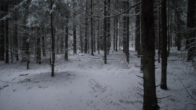 tall pine avenue under soft snowfall and dim light, rhythmic trunks creating cinematic vertical perspective,