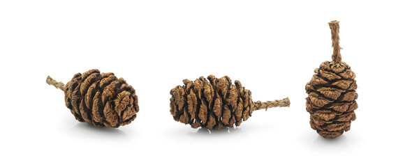 Natural redwood tree giant sequoia cone (Sequoiadendron giganteum) isolated on white background © Yana Bo