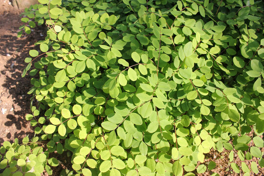 Korean indigo Indigofera koreana of Fabaceae features floral racemes and small leaflets with hairs on top. This is an authentic optical photography on location.