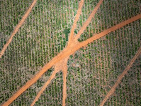 Aerial view of vibrant orange trails cutting through a patterned landscape of green vegetation, creating a striking contrast from above, Voi, Taita-Taveta County, Kenya.