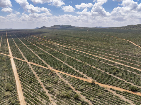 Aerial view of the rhythmic, parallel lines of earth and vegetation carve a striking pattern across the landscape under a vast sky, Voi, Taita-Taveta County, Kenya.
