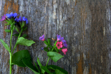Pulmonaria officinalis - lungwort