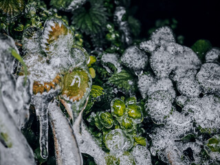 Iced Leaves and Branches in a Winter Forest Stream