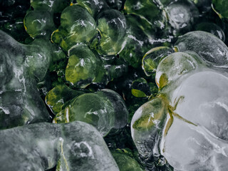 Iced Leaves and Branches in a Winter Forest Stream