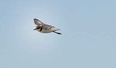 seagull in flight