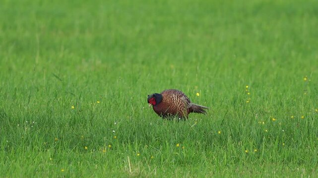 A male common pheasant (Phasianus colchicus) eating grass in a meadow