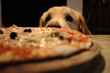 Golden Retriever Looking at Pizza on Table