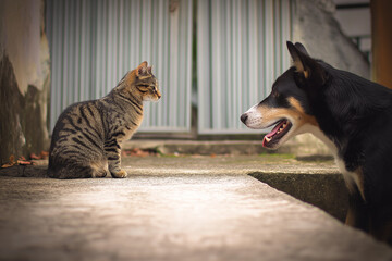 Dog and Cat Facing Each Other Outdoors