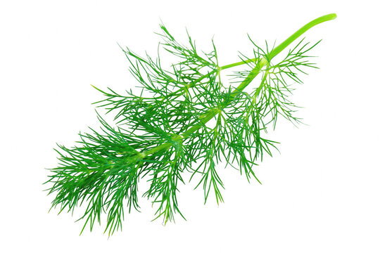 Vibrant green dill foliage isolated on a deeply colored field