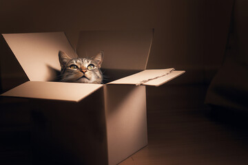 Tabby Cat Peeking out of Cardboard Box