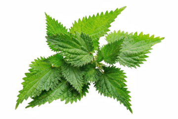 Fresh Green Stinging Nettle Leaves Isolated on a Deep Dark Field