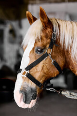 Close-up portrait of light brown horse wearing halter inside stable