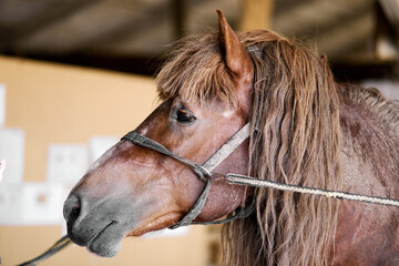 Brown horse head portrait in stable with halter and soft natural lighting