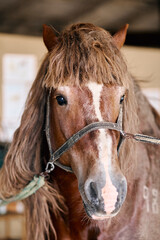 Close-up portrait of brown horse with long mane inside stable environment