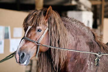 Brown horse with long mane standing tied inside stable, calm expression