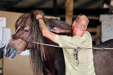 Man grooming brown horse inside stable, caring for mane during routine maintenance