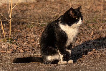 A black and white bicolor stray mongrel cat with green eyes sits outdoors on dry ground, looking to...