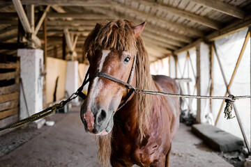 Brown horse standing tied inside rustic stable with wooden beams and natural light