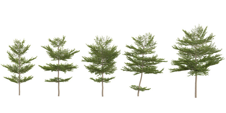 Collection of Terminalia trees on transparent background