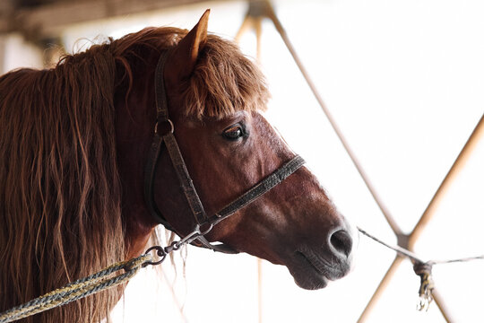 Calm brown horse portrait inside stable with soft natural light and details - Powered by Adobe