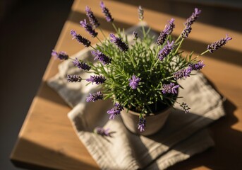 Lavender plant in pot with soft natural light at home 