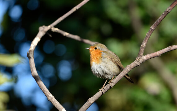 robin bird on a branch in winter 