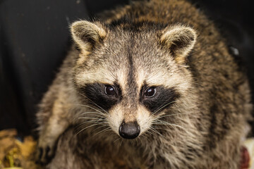 Close up portrait of raccoon with detailed fur and eyes © Vladislav