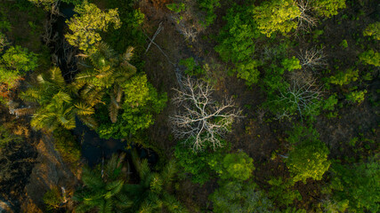 Aerial view of the vivid green canopy interspersed with a ghostly white tree and dark, reflective water bodies, Caricanhi, Manica, Mozambique.