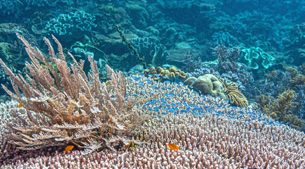 Coral reef off the coast of island in South Pacific © John Anderson